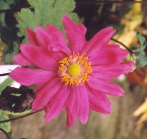 anemone bressingham glow Margaret McKendrick