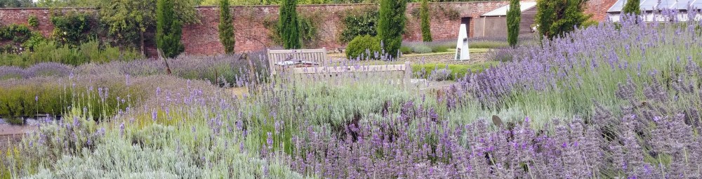 Downderry lavandula