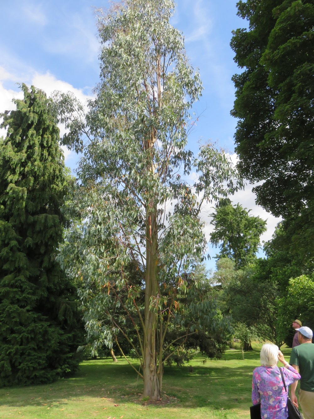 eucalyptus Hart-Dyke