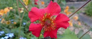 geum sue martin