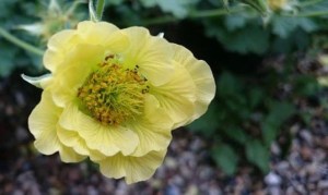 geum sue martin