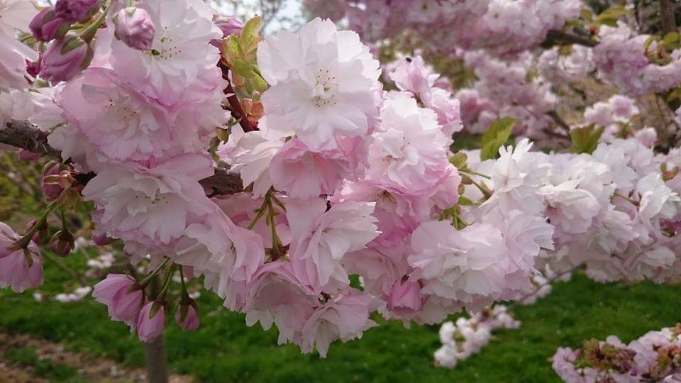 Flowering Cherries Chris Lane