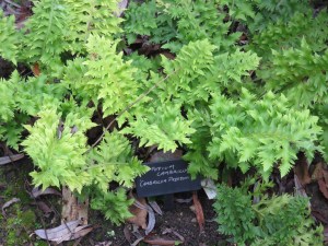 polypodium cambricum julian reed