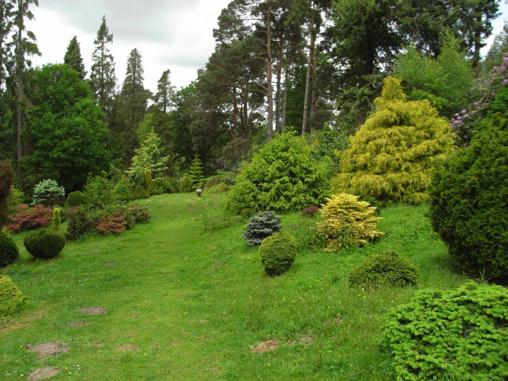 conifers Bedgebury Pinetum