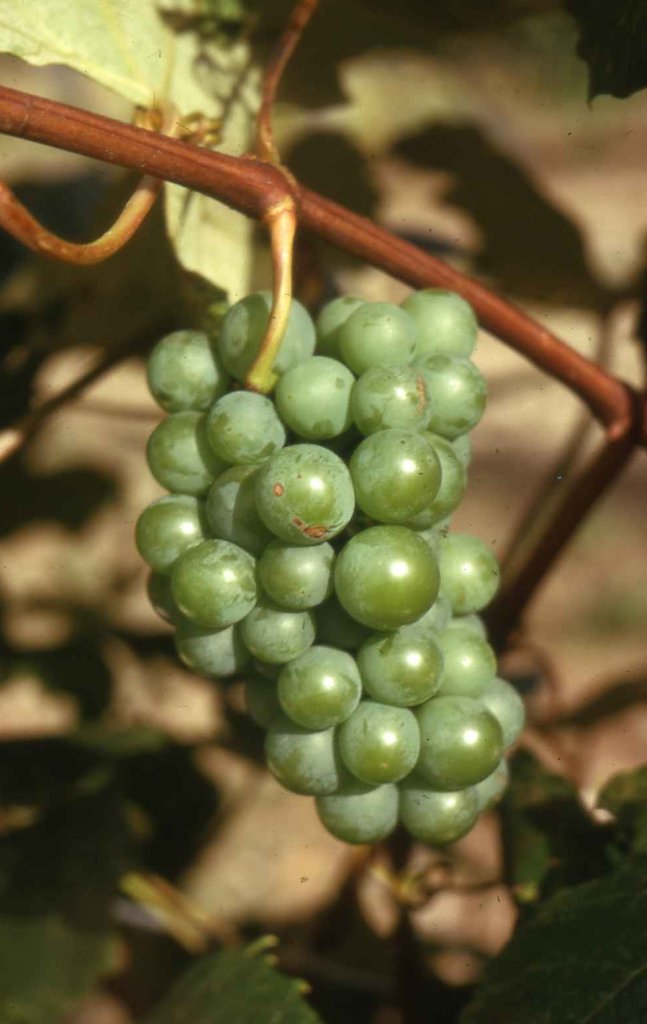 Grape Senecav