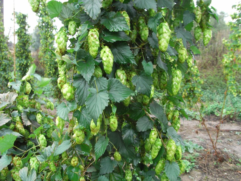 humulus Wye Hops