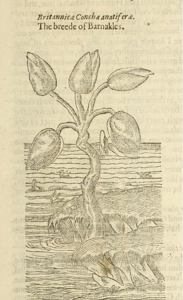the_herball2c_or2c_generall_historie_of_plantes_28page_28139129