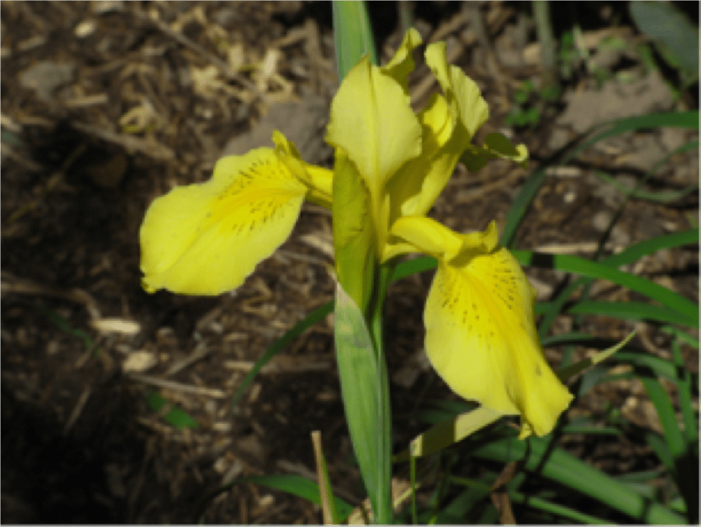 Iris ‘Golden Waves_